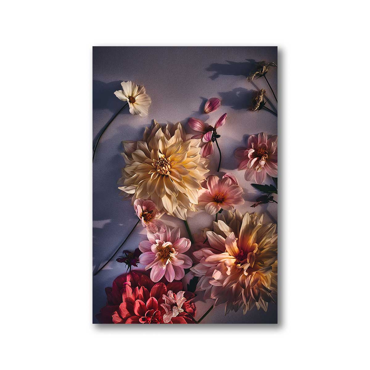 blumen-fotografie-dahlien-blueten-wandbilder-blumen-heartmade-prints-postershop-blumen-kunst