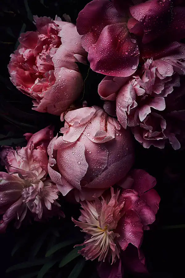 blumen-fotografie-pfingstrosen-fineart-print-peony-flowers-photography