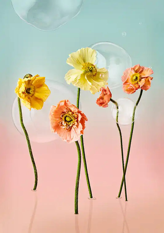 Iceland Poppies and Bubbles Fineart Print