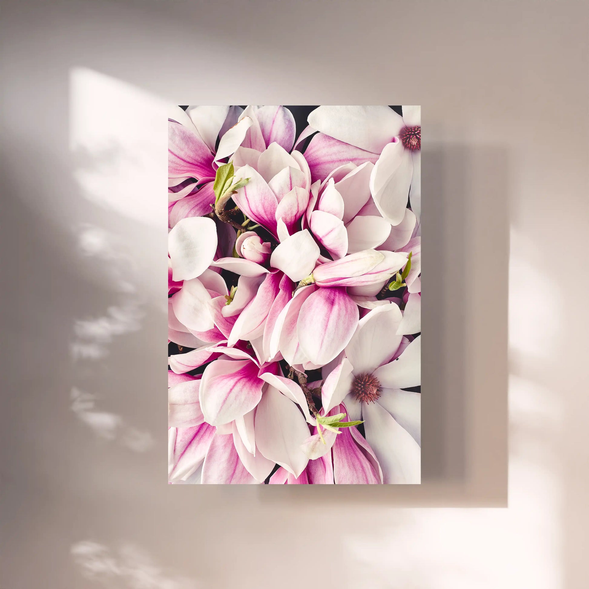 blumenfotografie-magnolien-fineart-magnolia-flowers-photography