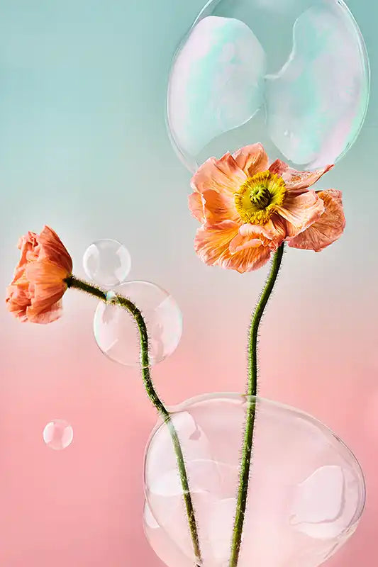 Iceland Poppies and Bubbles Fineart Print