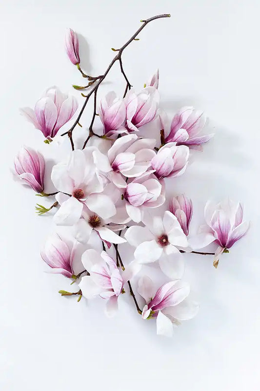 kunstdruck-magnolie-blueten-magnolia-artprints-flower-photography-blumenfotografie-heartmade-prints