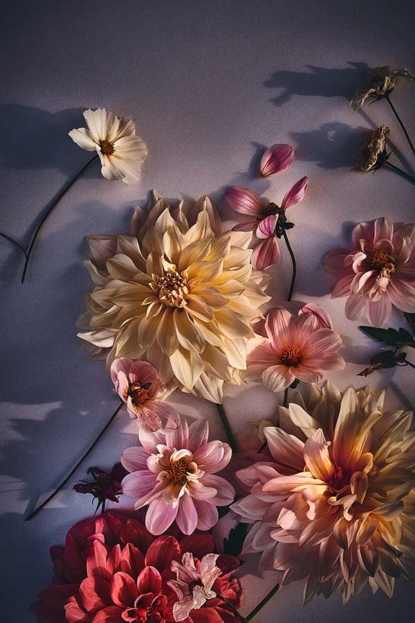 Moderne Blumenposter mit Dahlien als Wandbild für dein Wohnzimmer bestellen