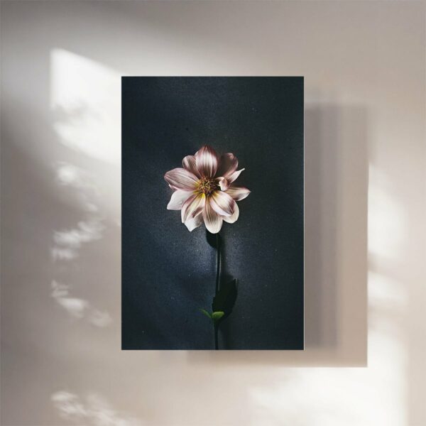 Kunstdruck Blumenfotografie Dahlienblüte
