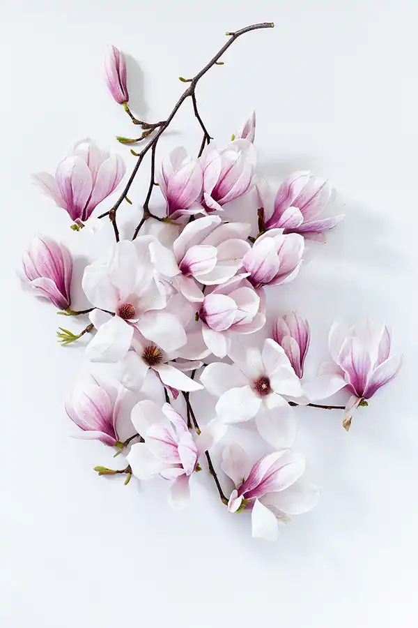Kunstdruck Magnolie Artprint Magnolia Flowers