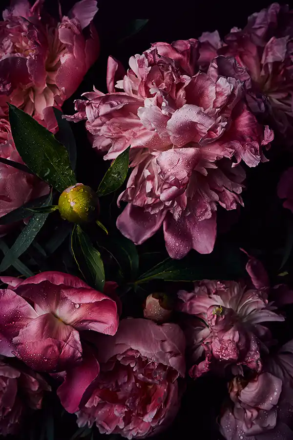 Kunstdruck Pfingstrosen Blumenfotografie Fineart Prints pink peony flower photography