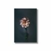 Wandbild Dahlien-Blüte Blumenfotografie